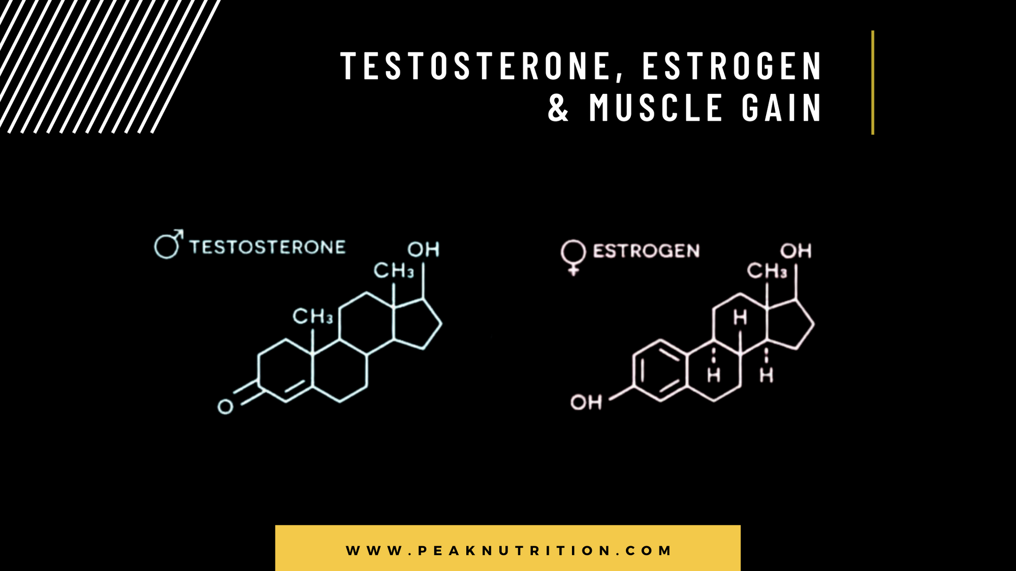 Testosterone, Estrogen And Muscle Gain