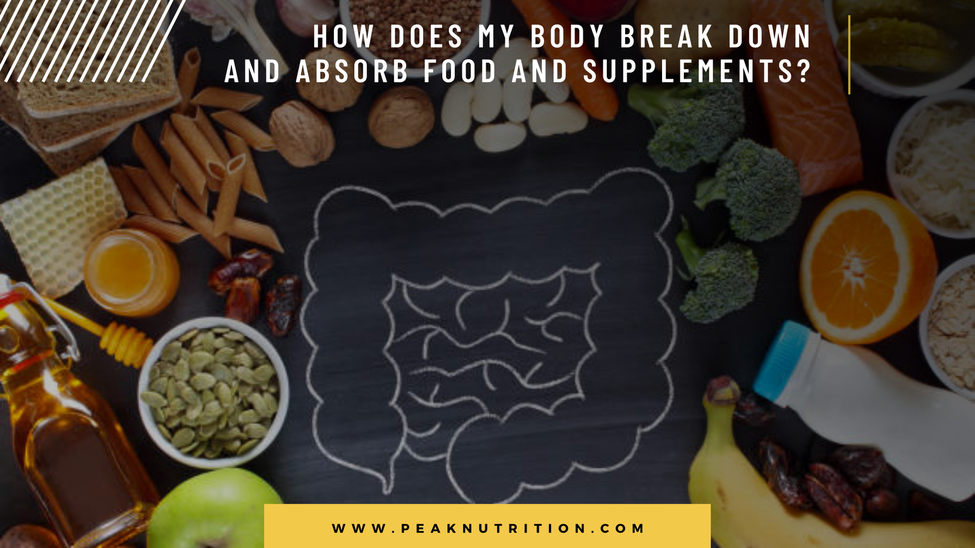 How Does My Body Break Down And Absorb Food And Supplements?