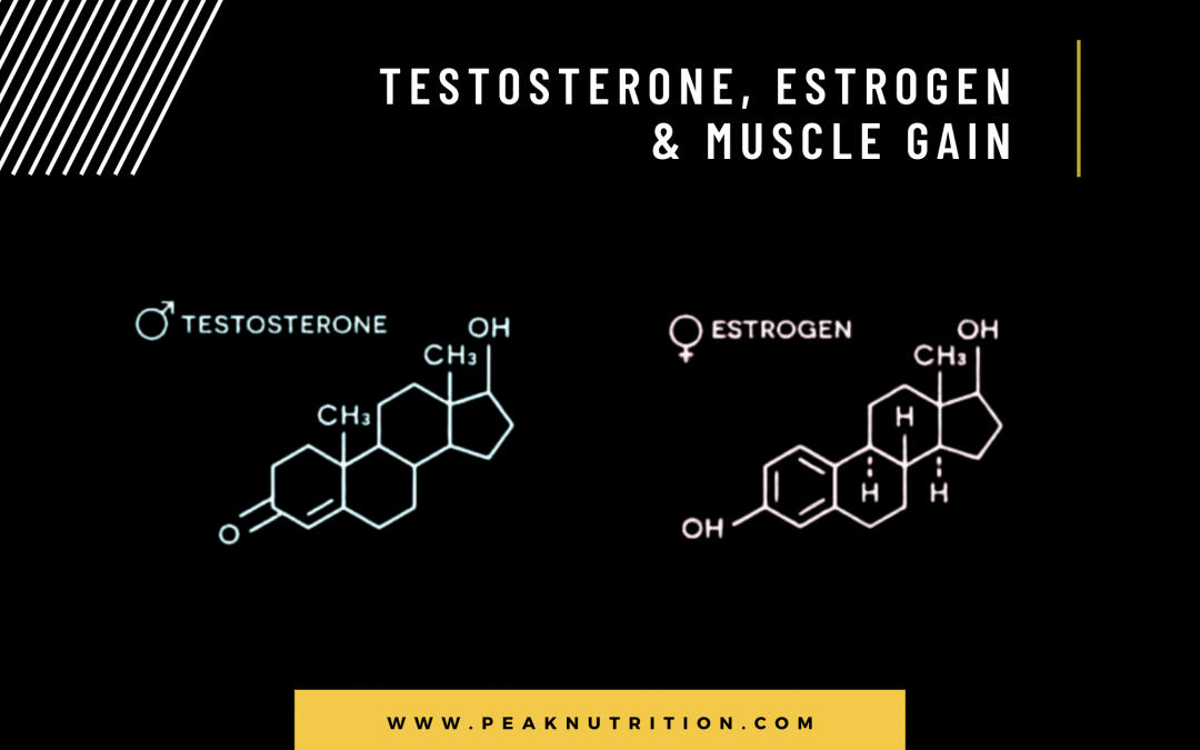 Testosterone, Estrogen And Muscle Gain