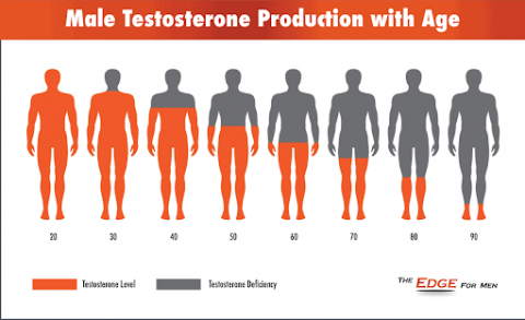 Testosterone, Estrogen And Muscle Gain