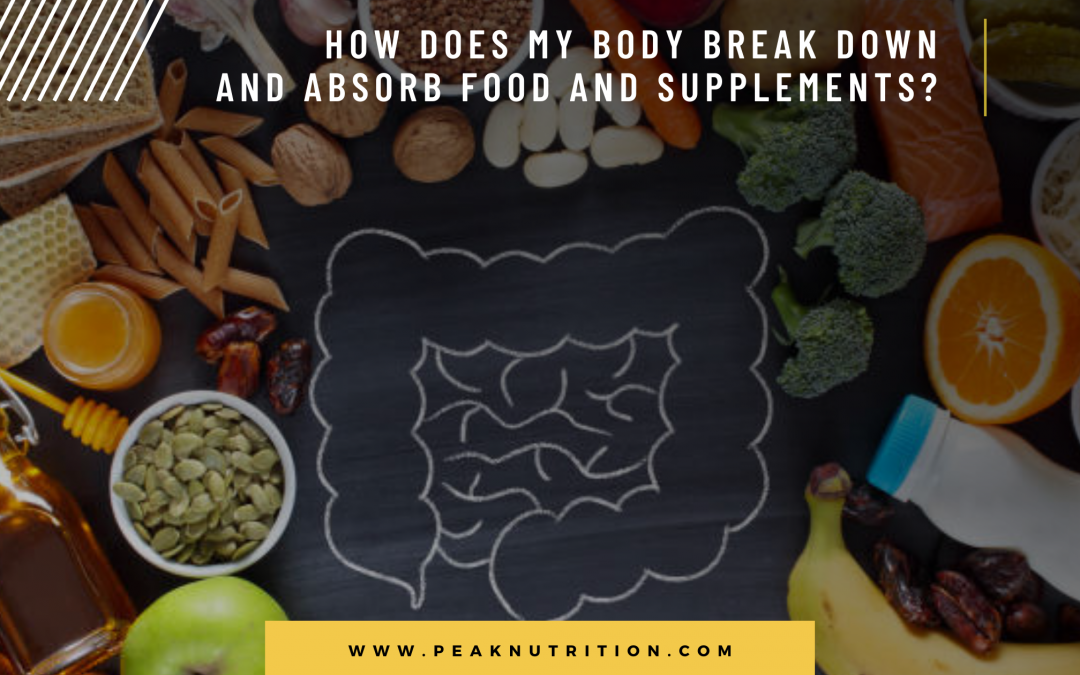 How Does My Body Break Down And Absorb Food And Supplements?